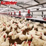 10000 casas de pollo de aves de corral máquina alimentador equipo de cría de granja pollos automático de alimentación Pan Line System 5000 - Sistema de alimentación de aves de corral de cría - foodmachtech